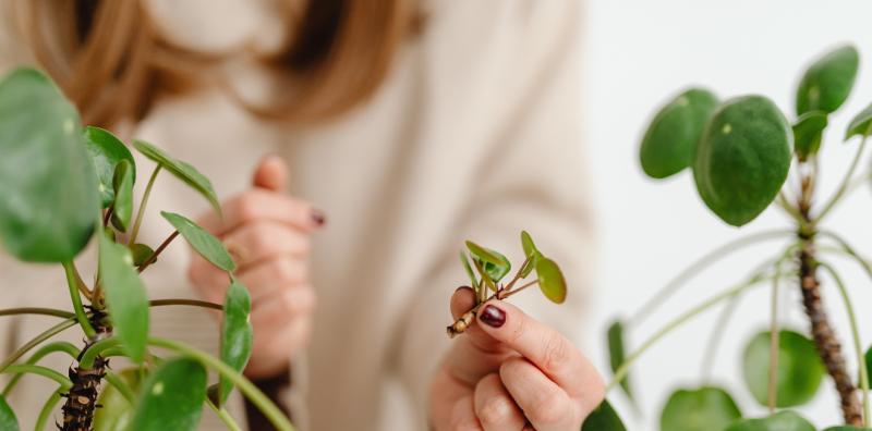 Green Fingers: Something for nothing - getting free plants  