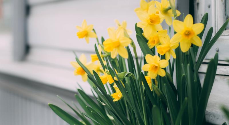 Green Fingers: A little work in your Limerick garden for great Spring colours   