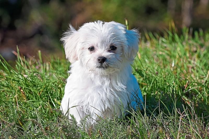 Limerick dog dies after being attacked by neighbour's dog 