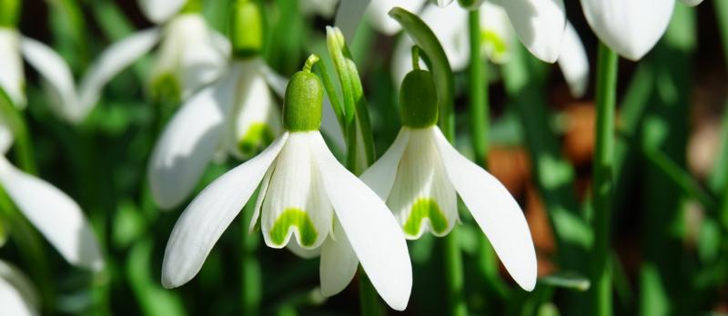 Green Fingers: So when does spring actually begin?