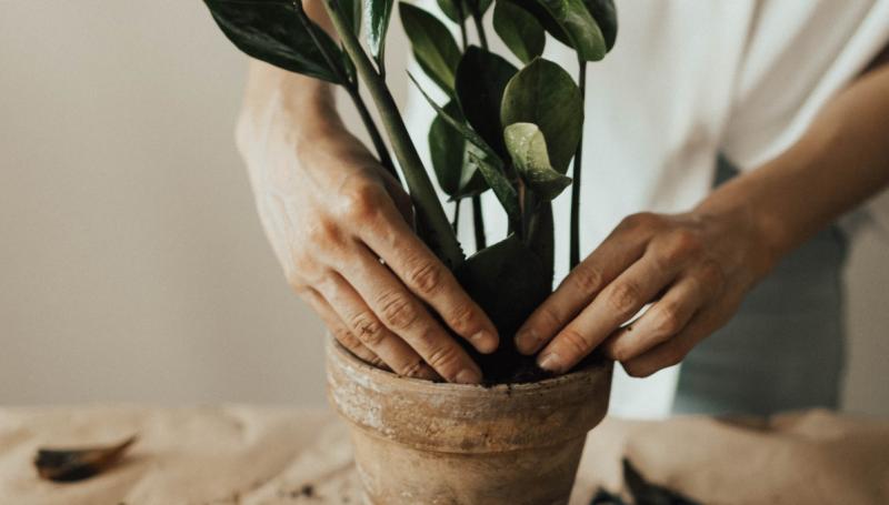 Green Fingers: What’s the best way to feed your plants? 