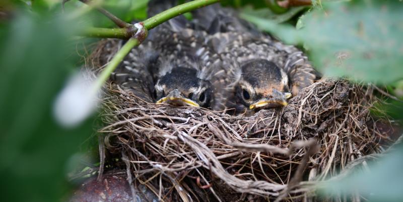 Wild About Wildlife: The busy builders of spring  