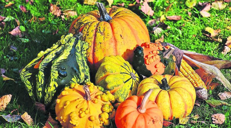Green Fingers: Save those seeds - pumpkins don’t grow on trees 