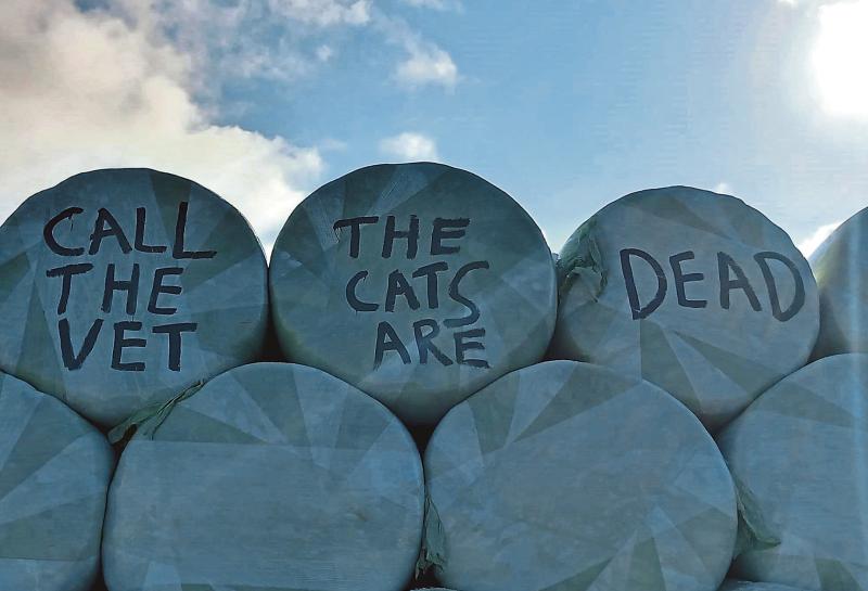 Limerick are purring after 'wrapping' up the All-Ireland 
