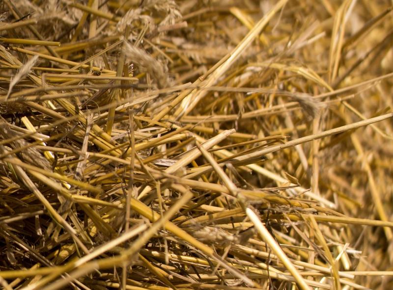 Plenty of Limerick interest in festival of threshing this weekend