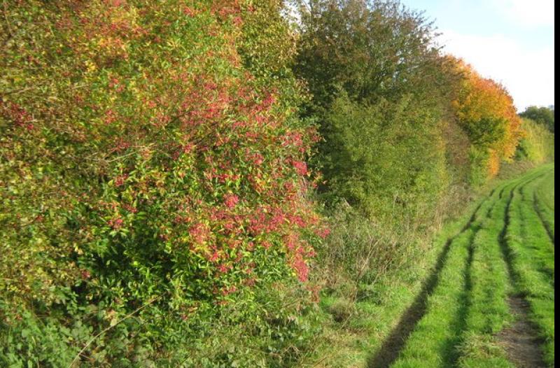 Gardening with James Vaughan: The history and benefit of hedgerows