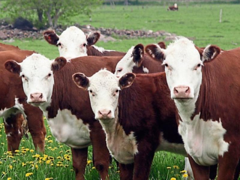 Upward movement in beef prices ‘necessary’ - ICMSA