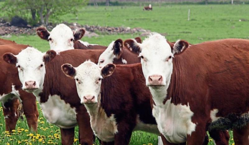 Beef price cuts &lsquo;irresponsible and  reckless&rsquo; &ndash; say the IFA