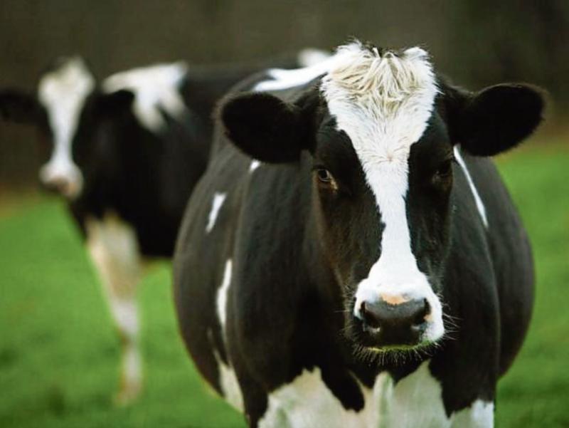 Milking machine units worth €10,000 stolen from Limerick farm