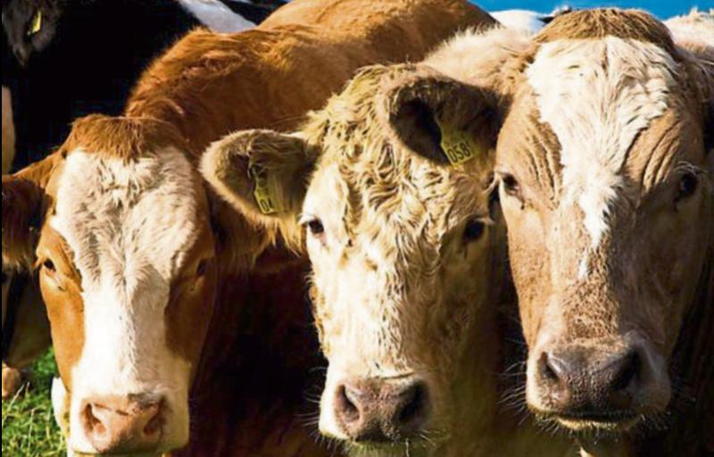 Limerick TD in Brussels  to oppose Mercosur deal