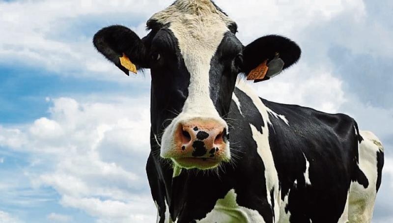 Teagasc in Limerick to launch new part-time Green Cert course