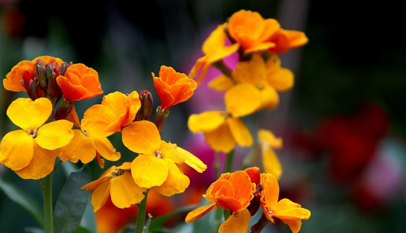 Green Fingers: Add some autumn colour to your  garden  