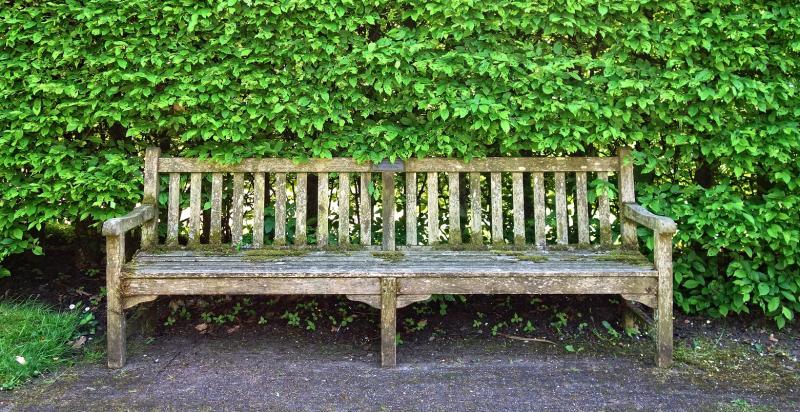 Green Fingers: Getting to grips with Limerick's overgrown hedges