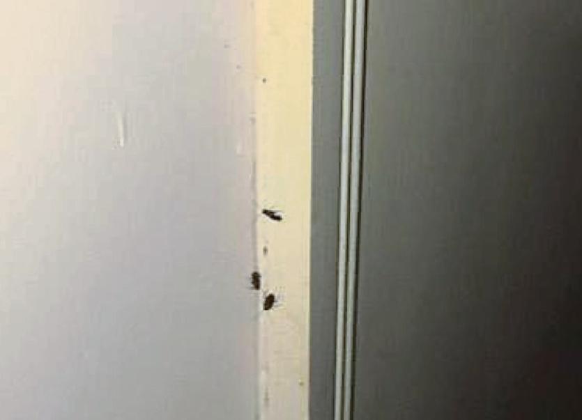Infestation of cockroaches in Limerick apartment complex Limerick Leader