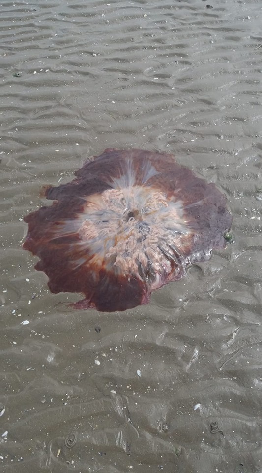 Dangerous Lion's Mane jellyfish found on Louth beach Louth Live