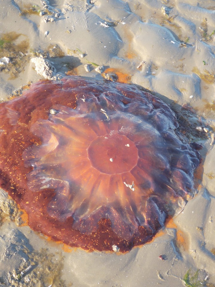 Dangerous Lion's Mane jellyfish found on Louth beach Louth Live