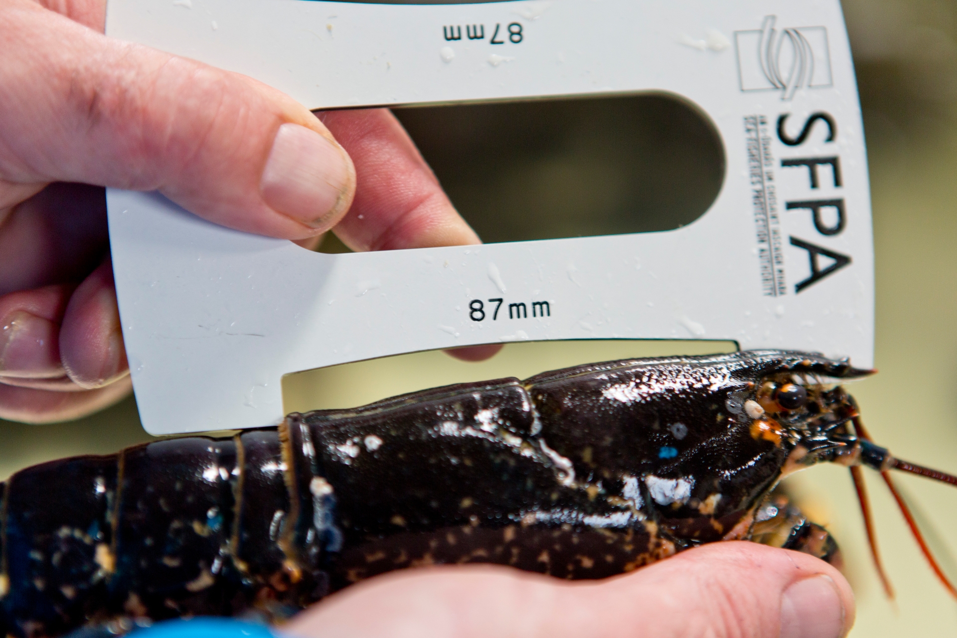 Investigation into undersize lobsters and crabs seized in Limerick