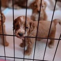 Puppy, 9 months old, 'illegally mated' in Limerick establishment, complaint states